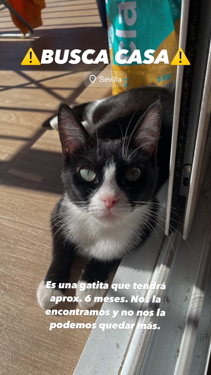 maricarmn01's tweet photo. 🙏🏽Necesito vuestra ayuda🙏🏽 https://t.co/s1KhlZdl00