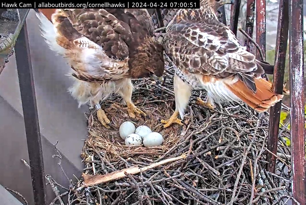 CornellHawks tweet picture