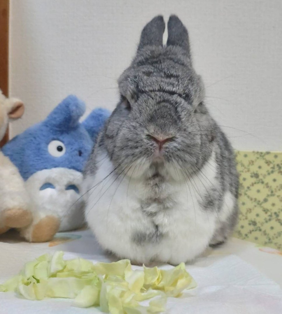 725_peeekun's tweet photo. 『となりはトトロ』 https://t.co/u8uF3a2XCc