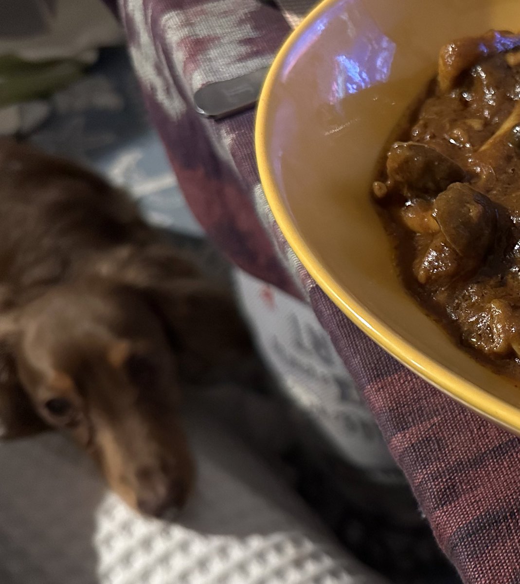 ch1_nya's tweet photo. 2日目のカレー🍛
カレーを狙う彼ぇ🐶

#20240423は豆山カレーデー
#毎年カレー食べる記念日 https://t.co/tBamlPH4pn
