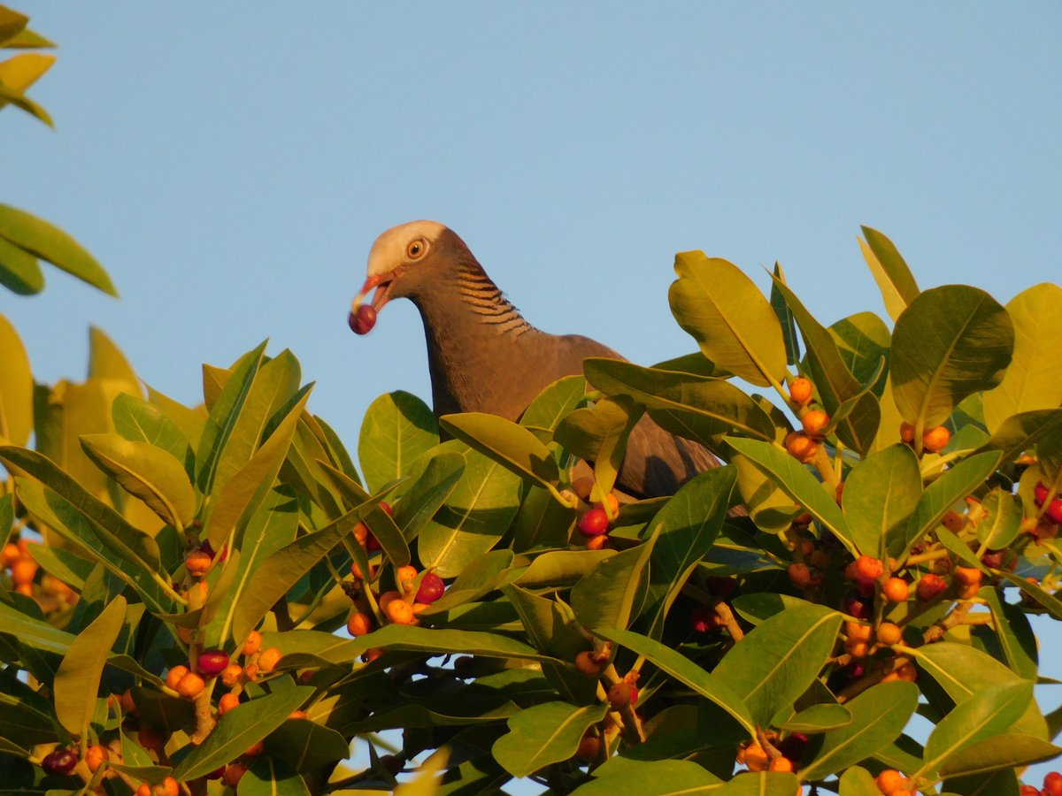 White-crowned Pigeon enjoying the figs on my tree 💞