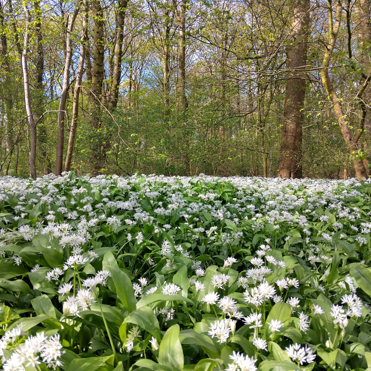Wander along the orange estate route into Big Wood and discover incredible white carpets of wild garlic as far as the eye can see. The woodland is free to access. Admission charges apply to visit the garden and house. bit.ly/45ytDi3 #Erddig #WildGarlic