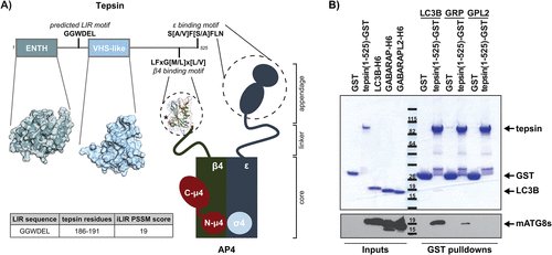 FROM MBoC Wallace et al. report a new interaction between an AP-4 coat accessory protein called tepsin and LC3 that impacts ATG9A trafficking and autophagosome maintenance. molbiolcell.org/doi/10.1091/mb…