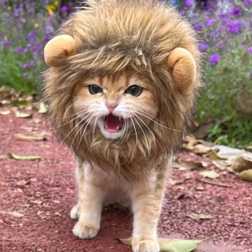 lioncatsolana's tweet photo. @0xWinged wtf is copycat buybot

 https://t.co/lsxggtWmNf https://t.co/uAD1ZGPdAr