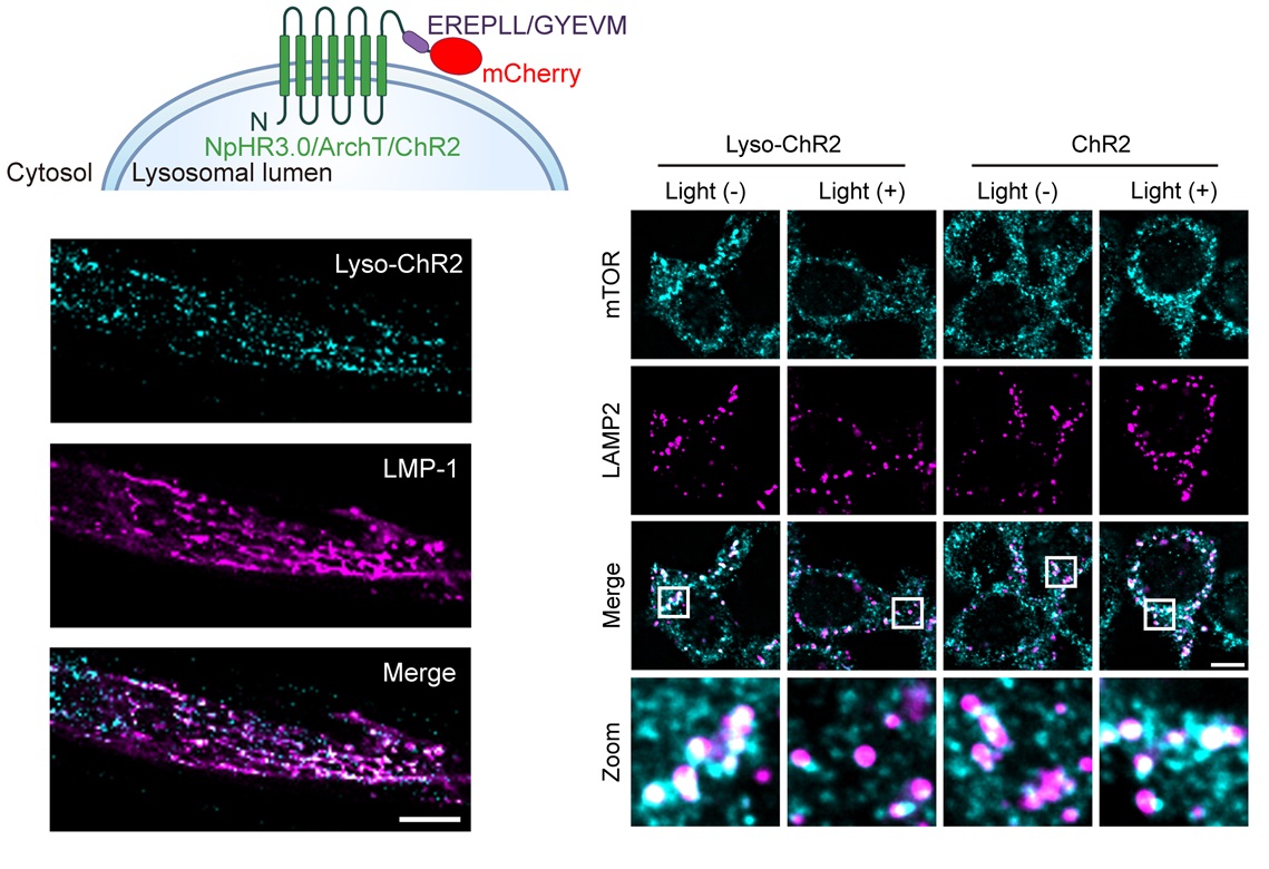 PLOS Biology tweet media