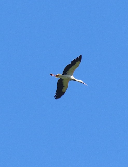 We had two special guests last week who attended (be it, briefly) our Bluebell Day event at Holyford Woods. The White storks, Ciconia ciconia were spotted flying overhead as our visitors waited to go on their guided walk. Shame they didn't stop to say hi👋 📸 Sue Law