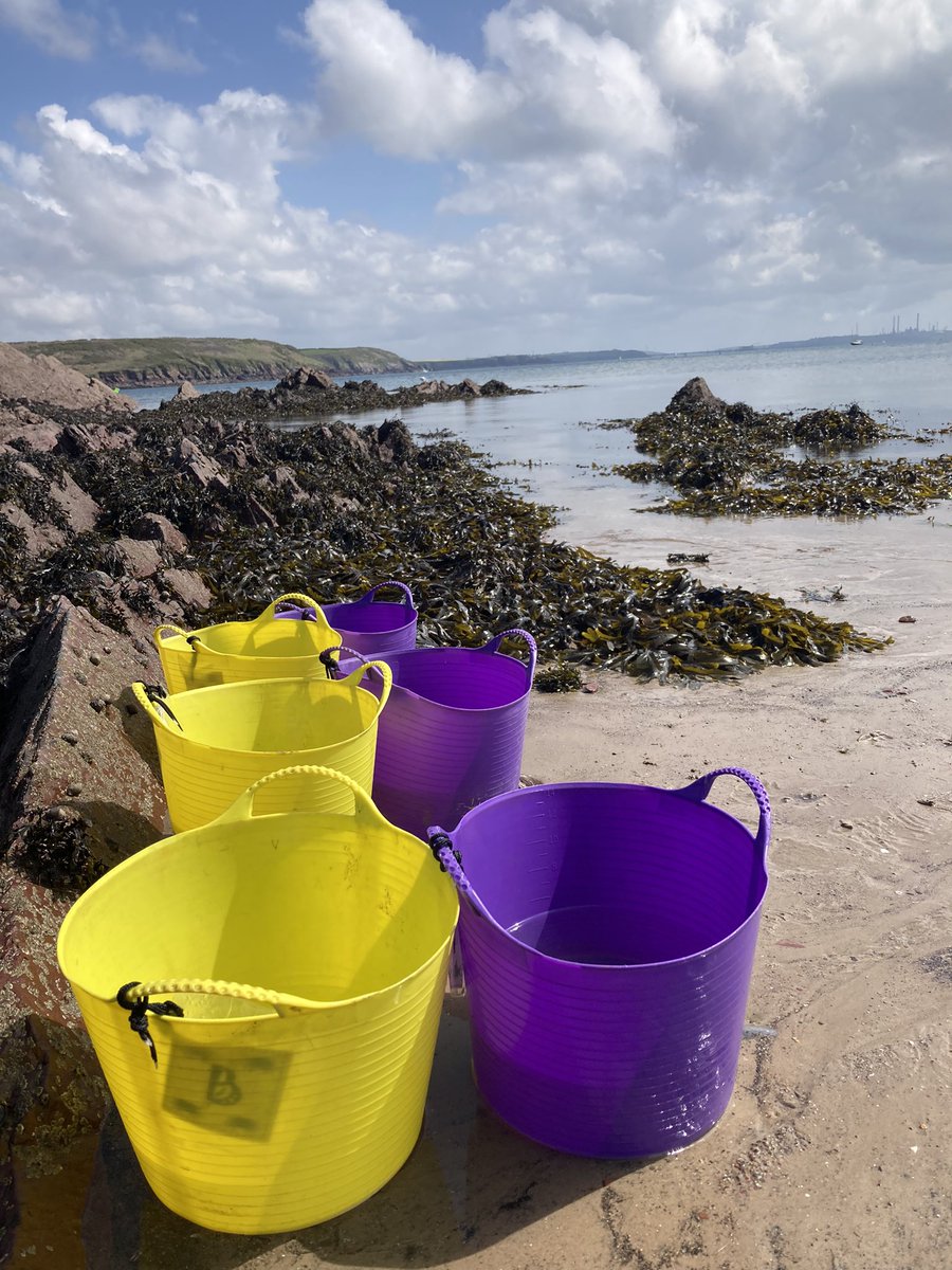 Seine netting and push netting done, nearly time for rockpooling! @schoolmilford #walesoutdoorlearningweek #outdoorclassroom #outdoorlearningweek #marinebiology #scienceandtechnology
