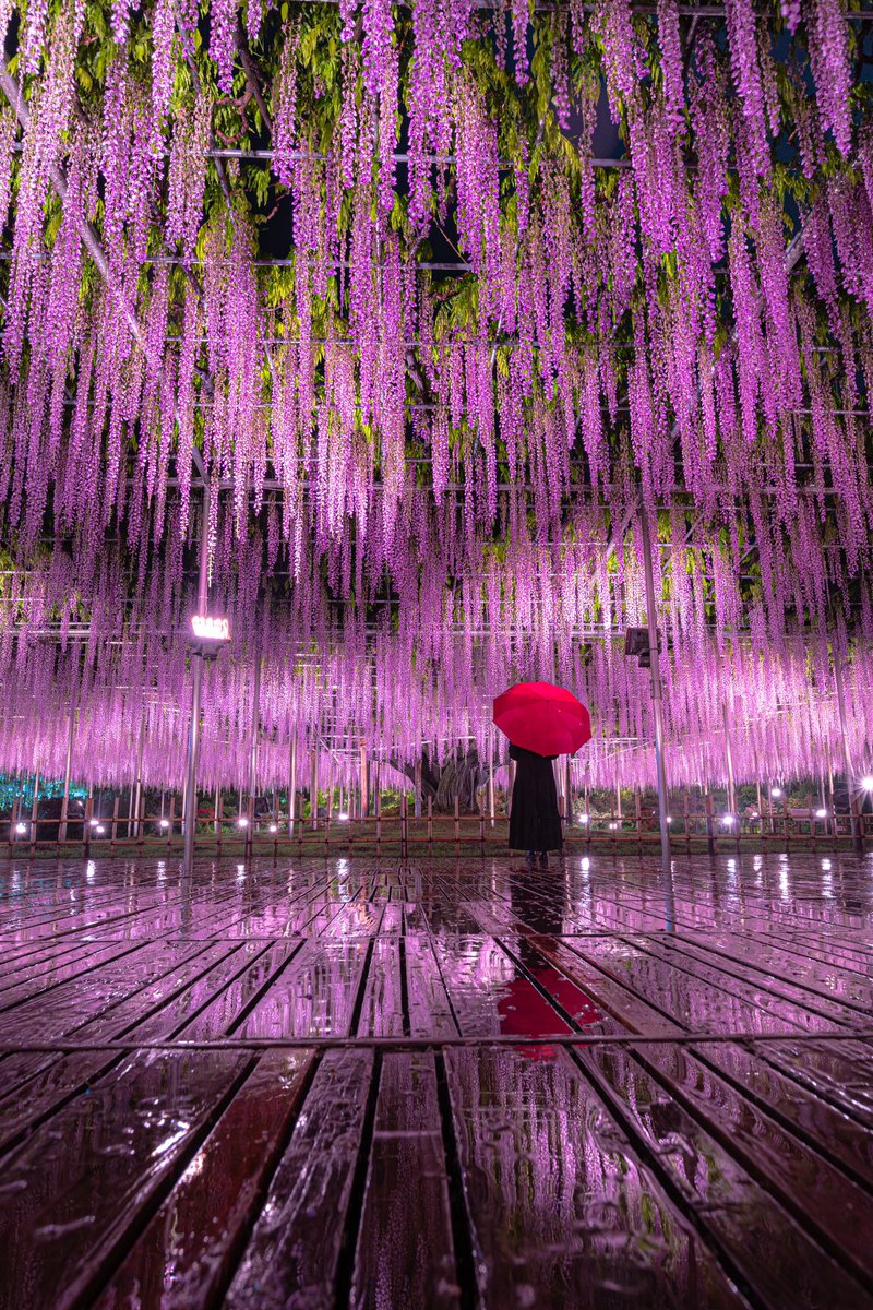 雨の日のあしかがフラワーパーク、藤が美しい✨ #東京カメラ部
