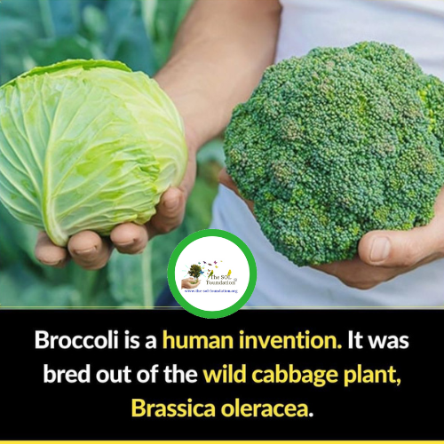 Amazing facts 🤯

Who else loves 🥦broccoli? 🙋

#thesolfoundation #Thoughtoftheday #foodfacts #broccoli #Vegetables #Planttrees #Plnatfood #endhuger #zerohunger #nutrition #food #foodie #planting #invention #solinitiative #schoolgarden #facts #factoftheday #factoftheweek