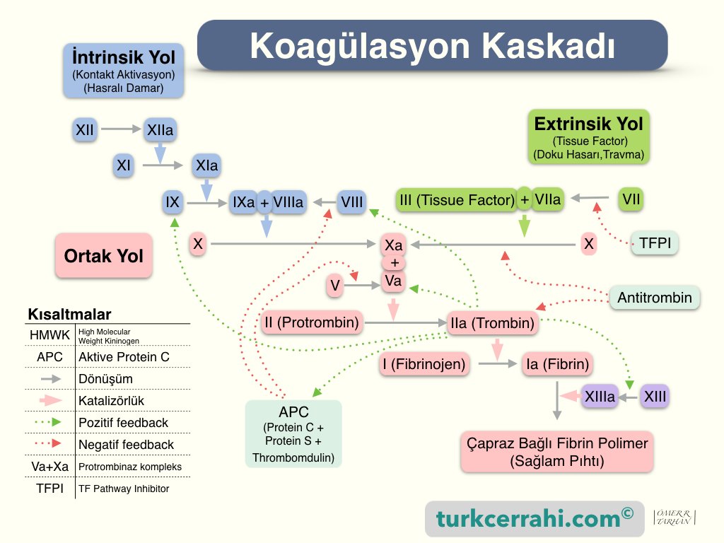 Pıhtılaşma sisteminin özeti. Bu sistem onlarca proteinin eksiksiz ve doğru şekilde çalışması ile oluşur. Aksi halde aşırı pıhtılaşmaya bağlı damarlarda yoğun pıhtılar veya eksik çalışmaya bağlı kanama gelişir.