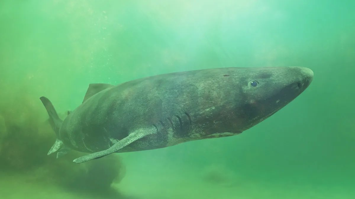 @AMAZlNGNATURE It's fascinating to think that a Greenland shark, swimming in the Arctic Ocean since 1627, could be 392 years old. This remarkable age was determined using radiocarbon dating, a method that has allowed researchers to estimate the age of these elusive creatures. The oldest…