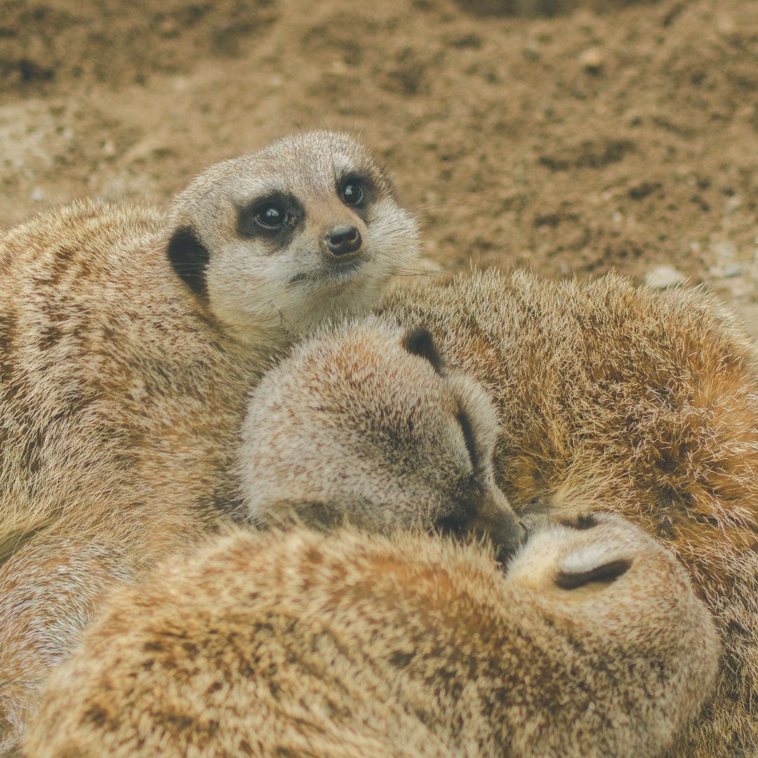 Stop scrolling!
Sleepy snuggly meerkat cuddle pile 😻

📸: Lauren Cowdall
#SupportingConservation #WelshMountainZoo #NationalZooOfWales #Eryri360 #NorthWales #meerkats #cute