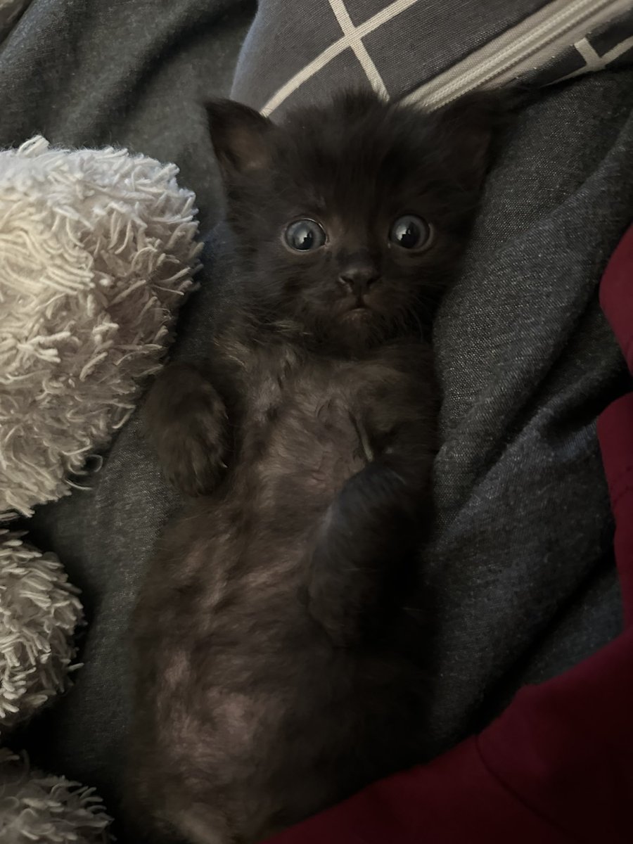 Oğlum sağolsun böyle dertlerimiz yok 🐾