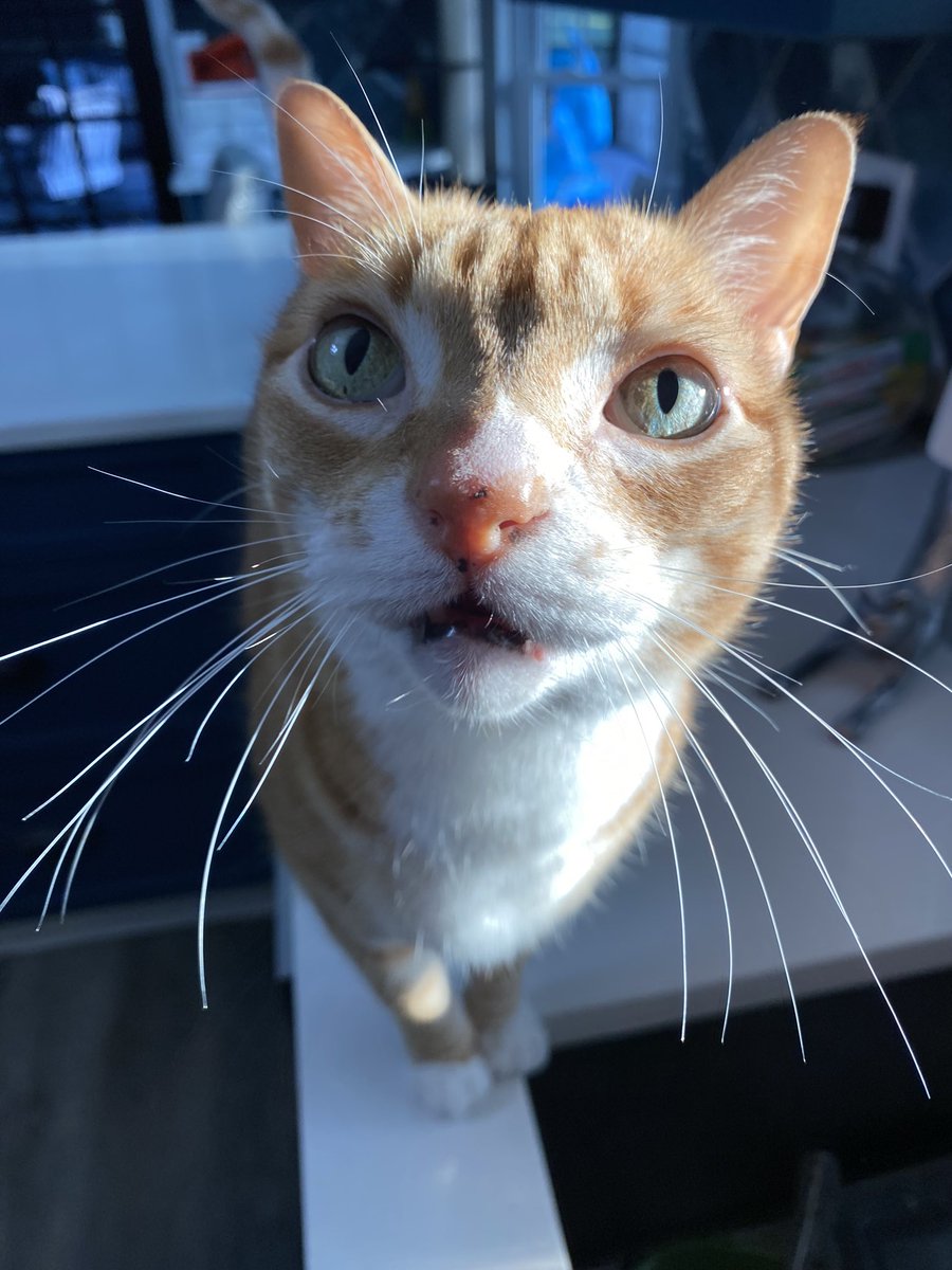 Just look at that cute little face… Marmalade as no idea how many people out there love him 😍

#whiskerwednesday #cutestginger #lovecats #catsoftwitter