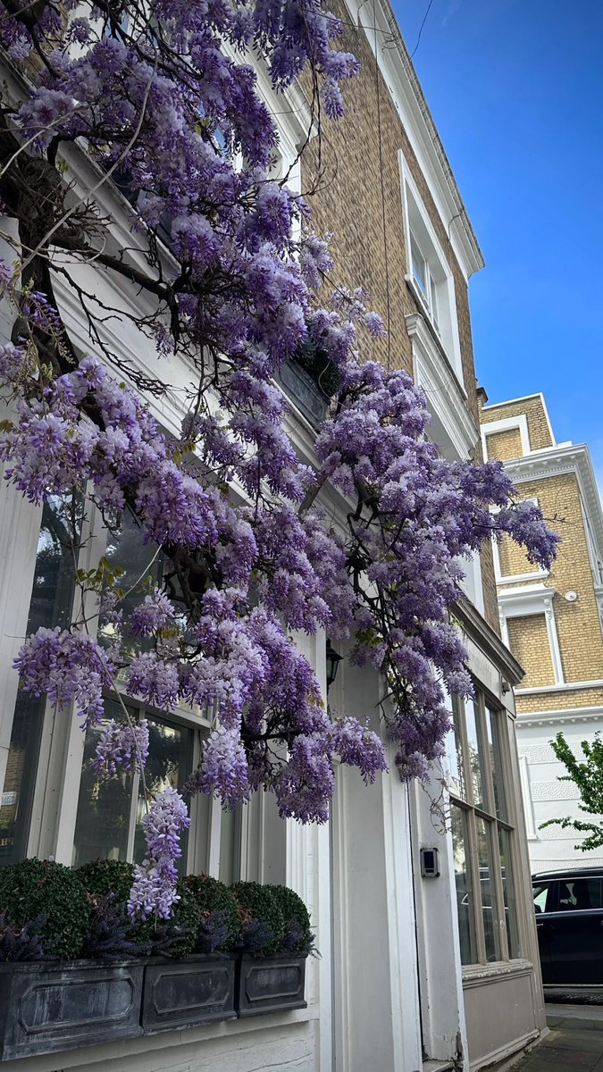 AnnaGra35306074's tweet photo. 💜I saw the latest live pictures of wisteria flowers in London for you https://t.co/AXtaCuDL2T