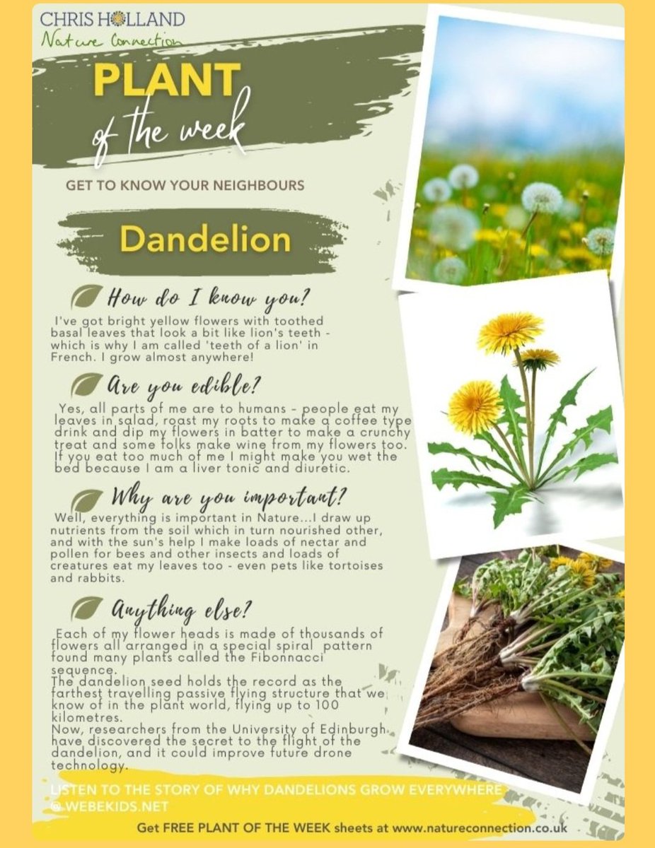 Our patches of the very edible and healing Dandelion. @FARE_Scotland LCAllotment Every part of the Dandelion is edible with amazing healing properties. Last year we made dandelion pakora, watch this space . @RHSSchools @KSBScotland