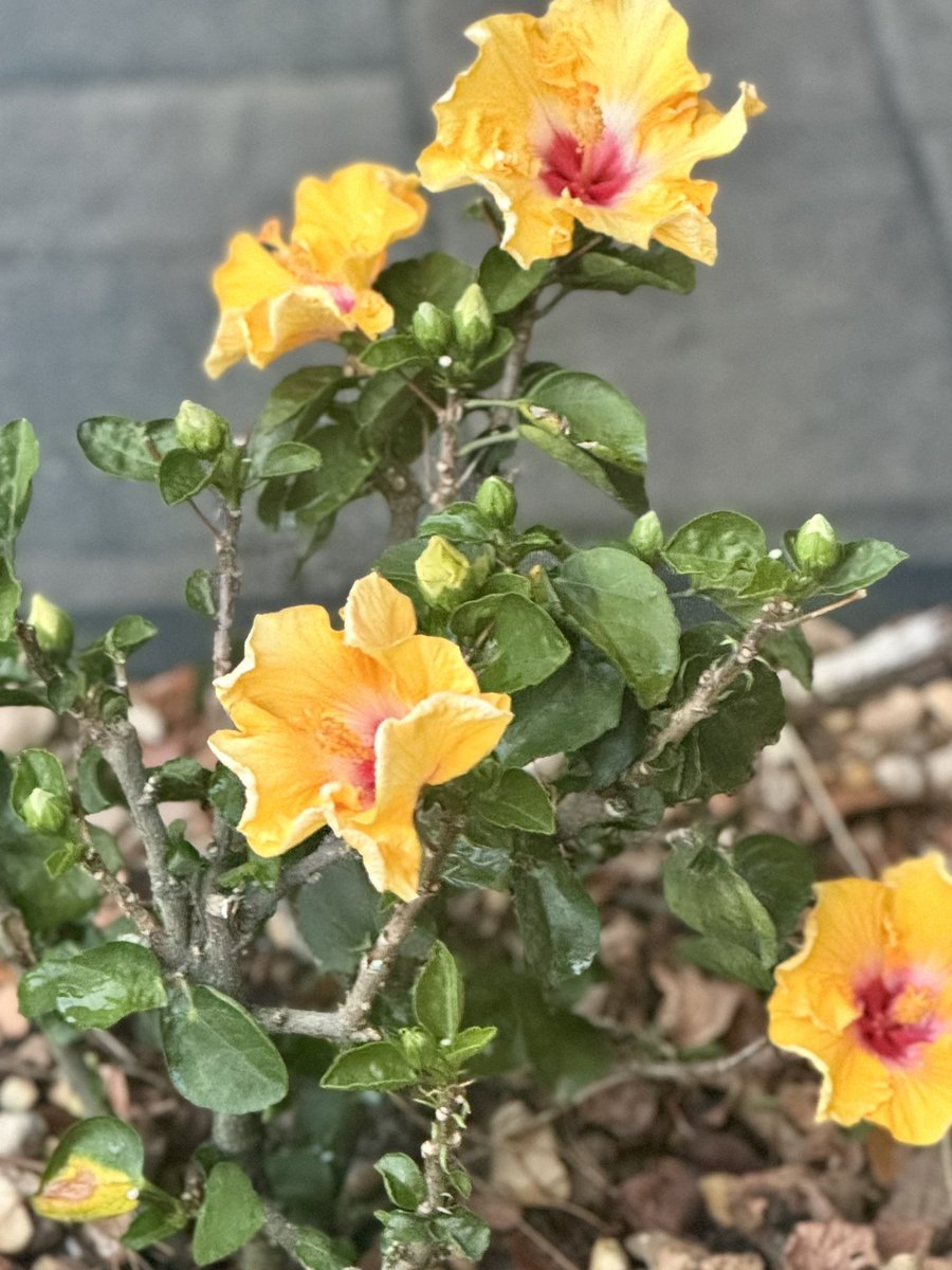 I got a new plant, but life got busy and I forgot to water it. It died, or so I thought. I began nurturing it and, guess what? It came back to life! It reminded me of my difficult #students. Don’t give up on them, they just need a little love &amp; they will come back to life too!