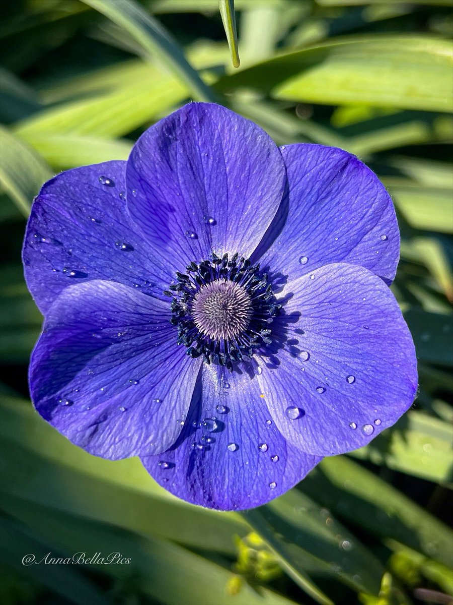 Hello beautiful … a little anemone sparkle after an evening drizzle💙 #gardening #flowers