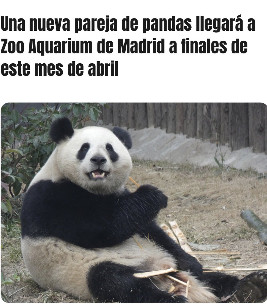 mickeyminnie611's tweet image. #ZooMadrid
#JinXi
#ZhuYu
Scheduled to arrive on April 29th
from Zoo Aquarium Madrid HP