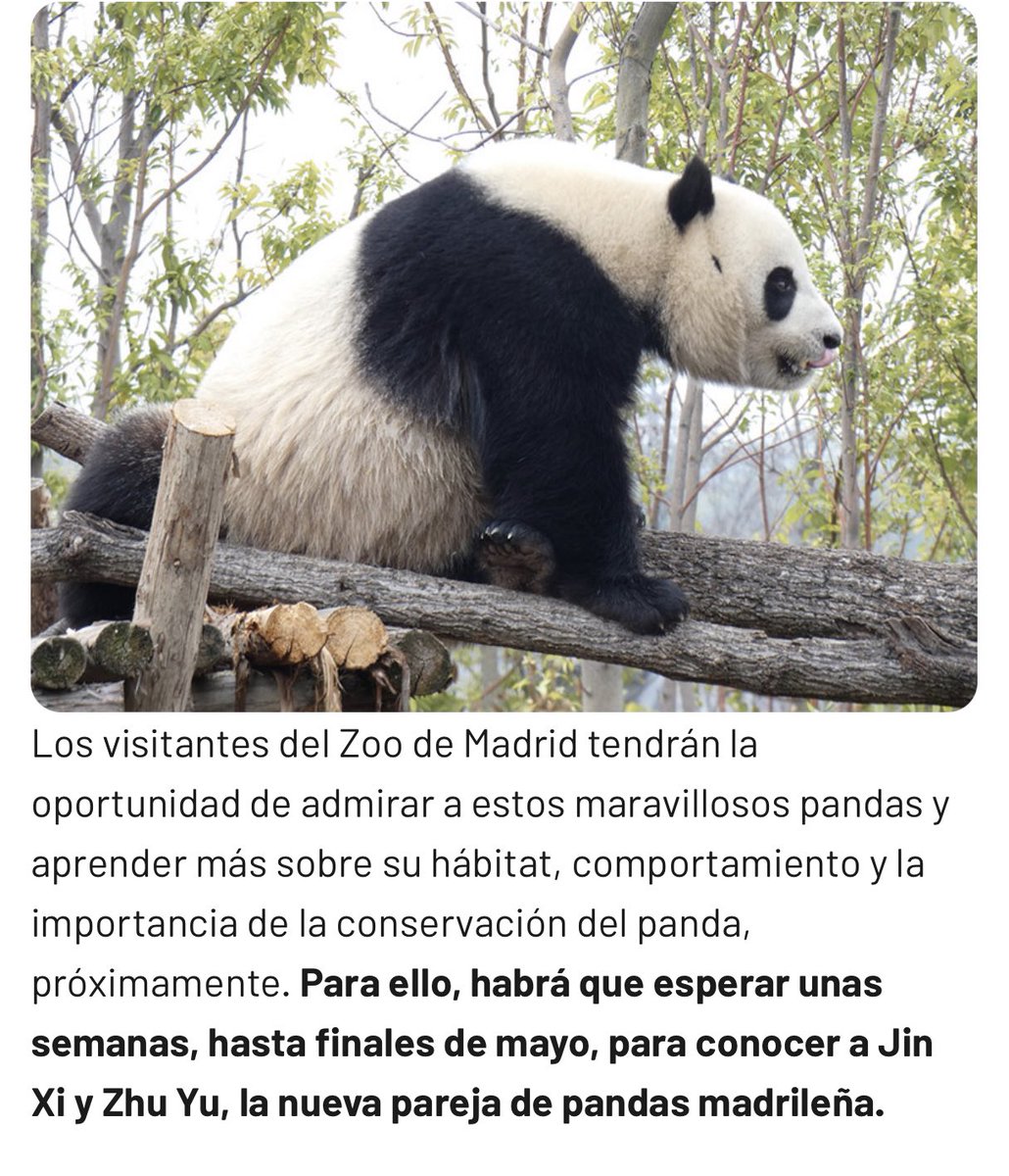 mickeyminnie611's tweet image. #ZooMadrid
#JinXi
#ZhuYu
Scheduled to arrive on April 29th
from Zoo Aquarium Madrid HP