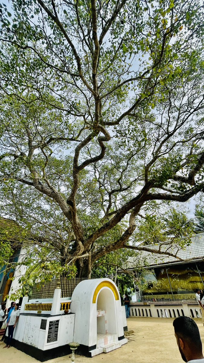 Today’s Tree…

The beautiful Bodhi tree at the Koth Duwa Raja Maha Viharaya.. a Buddhist temple located on the Koth Duwa island on The Madu Ganga in #Galle District of Southern #SriLanka.

This is the 3rd generation tree of the Maha Bodhi at #Bodhgaya Bihar India and the direct