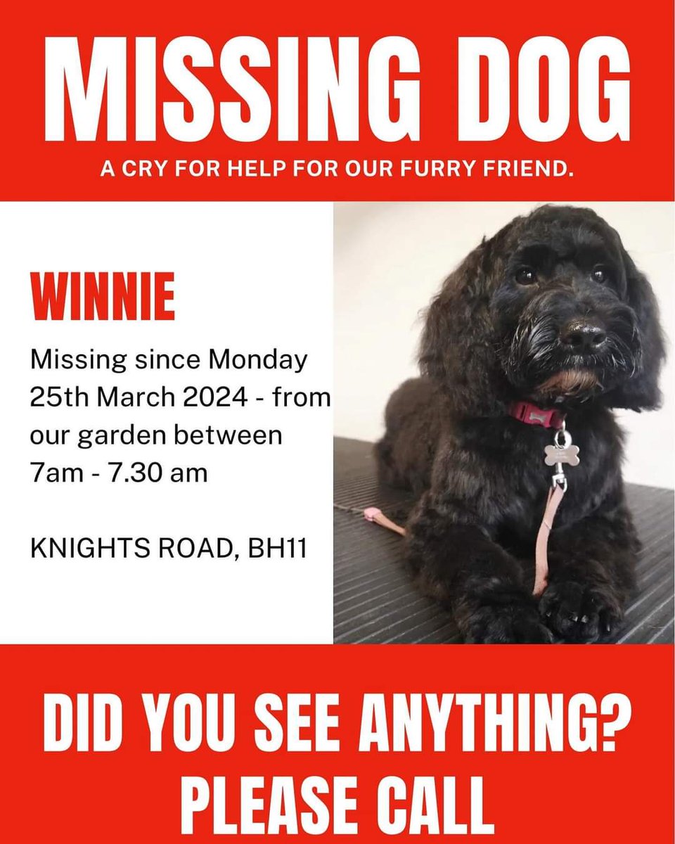 WINNIE IS STILL MISSING POSSIBLY STOLEN BLACK COCKAPOO Bearwood and surrounding areas ! We are trying to find any witnesses who may have seen this little black COCKAPOO running loose on KNIGHTS ROAD in Bear Cross near Poole at or about 7am - 7.30am on Monday 25 March.