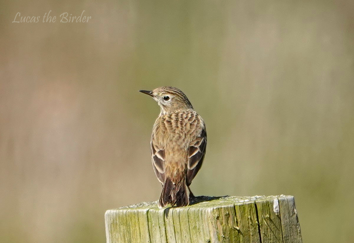 Meadow Pipit - Somerset Levels.  

#meadowpipit 
#bird #birdphotography #birding #BirdsOfTwitter