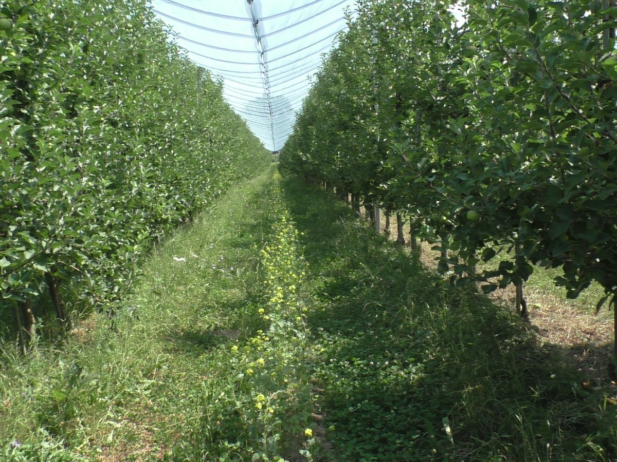 Bei den aktuellen Temperaturen🥶 bleiben #Honigbienen im Stock. Wildbienen🐝sind hartgesotten und bestäuben fleißig weiter. Wie der #Obsthof Arnold in Friedrichshafen die Insekten fördert: bodensee-stiftung.org/wie-der-obstho…