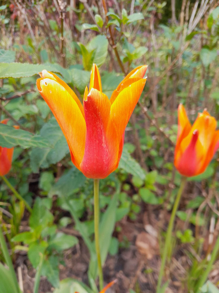 Kearsney Abbey & Russell Gardens tweet media