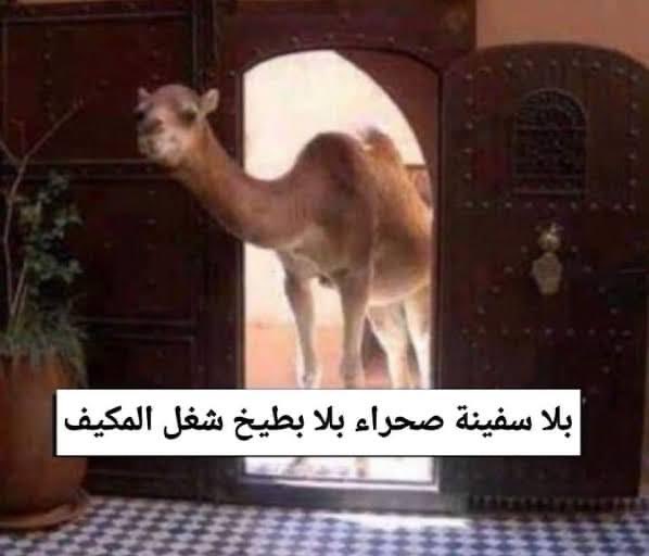 ميمزاوي باشا tweet media