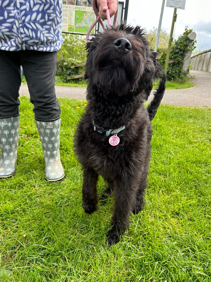 Harper, now known as Mongo spotted in Langport last week. She’s grown so much and was behaving very well, very calm around my other dogs. Mongo and the owners are all happy and getting on fine 😊❤