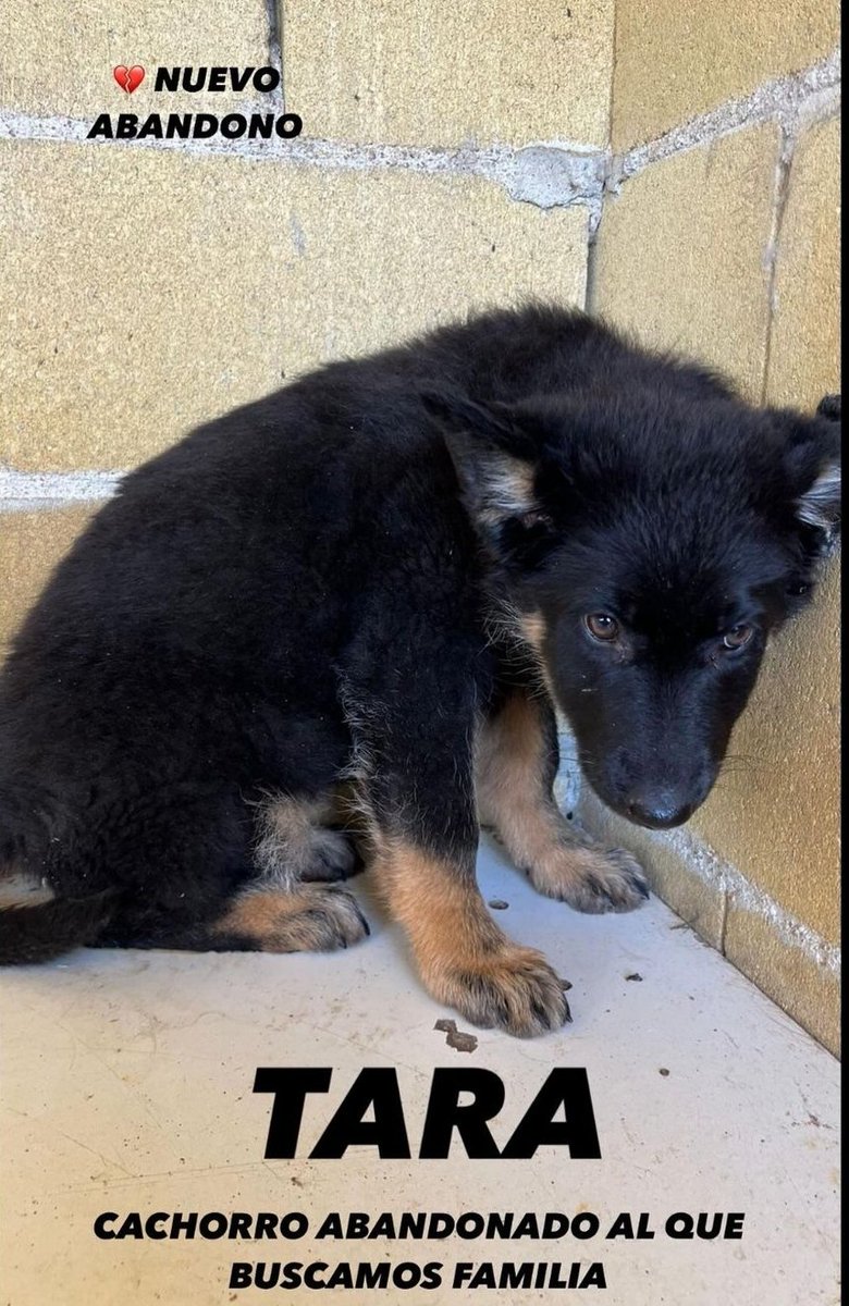 🆘 LEVANTAMOS EL TELÉFONO y… AVISO DE ABANDONO.UNA CACHORRITA…Está muerta de miedo,hambre y mucha sed.Llora y no entiende.⚠️TODOS LOS CASOS SON HORRIBLES,PERO LOS BEBÉS NOS PARTEN EL ALMA⚠️⚠️HAY QUE EVITAR QUE CREZCA EN UN REFUGIO./ℹ️ abandonostororefugio@gmail.com 636 174 256