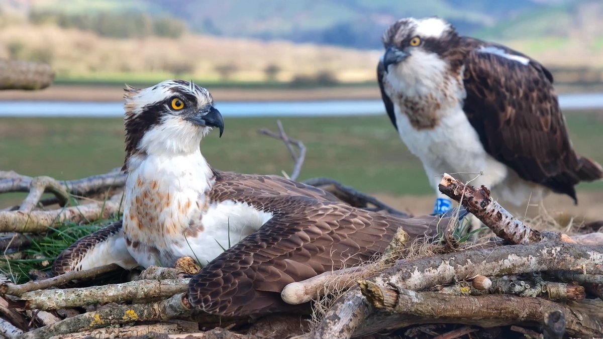 DyfiOspreys's tweet image. There's only one of us incubating these eggs today, thank you... 🥚🥚🥚