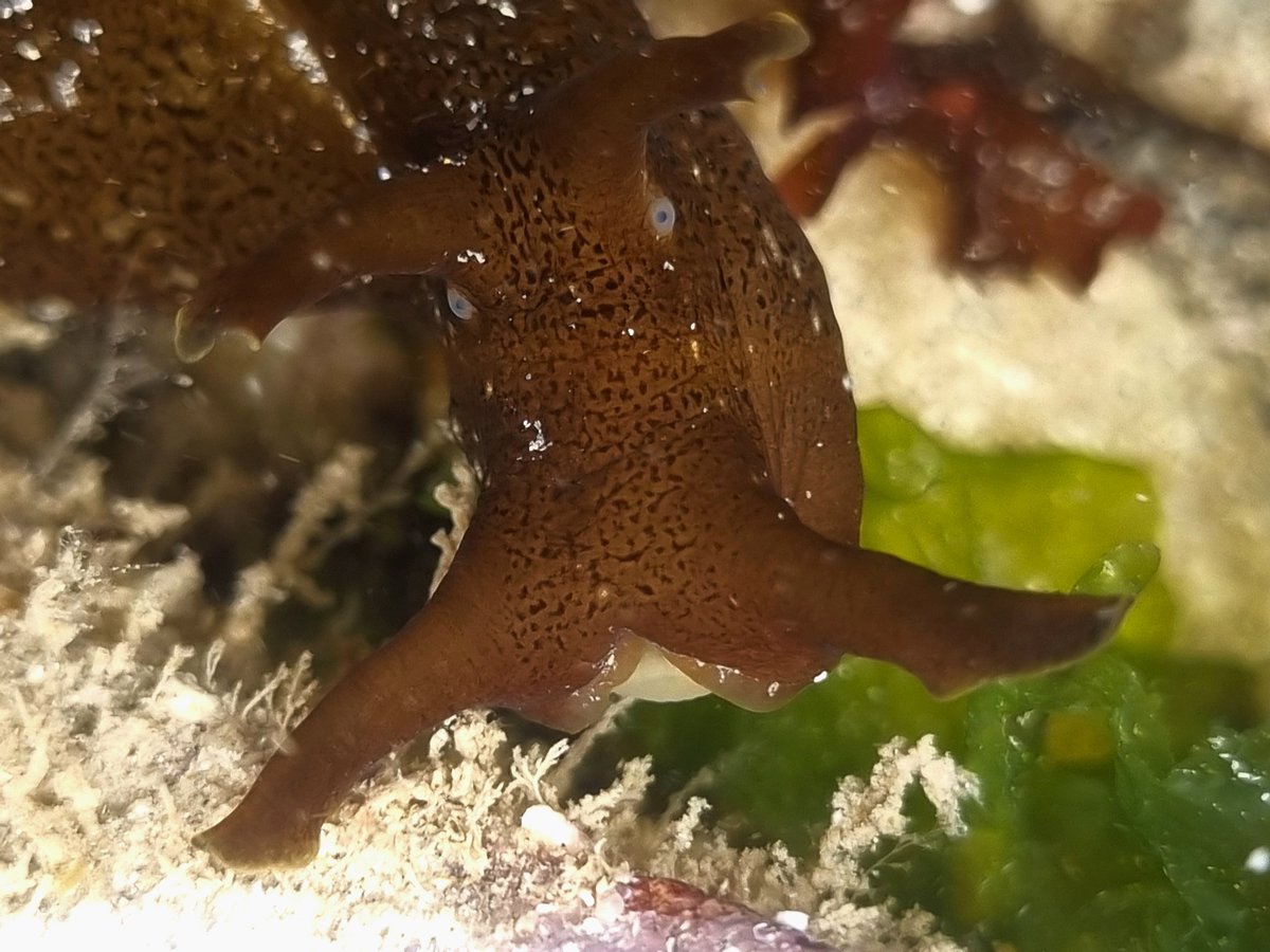 A sea hare, Aplysia punctata, staring at the camera in @AlderneyWT's Longis Nature Reserve