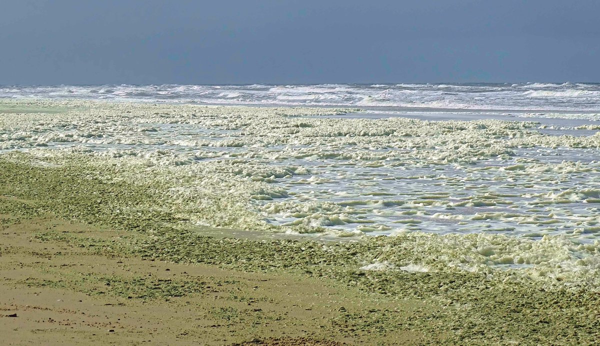 Harde wind langs de kust #egmondaanzee @WilliamHuizinga @nicolienkroon @onwukaa @BuienRadarNL @mrmiddendorp @MarcdeJongRTL @MartijnDorrest1 @EmsWeather @helgavanleur @weermanreinier @jordiweerman @marjondehond @RTLOntbijtnws @RTLnieuws @janvissersweer @NHNieuws