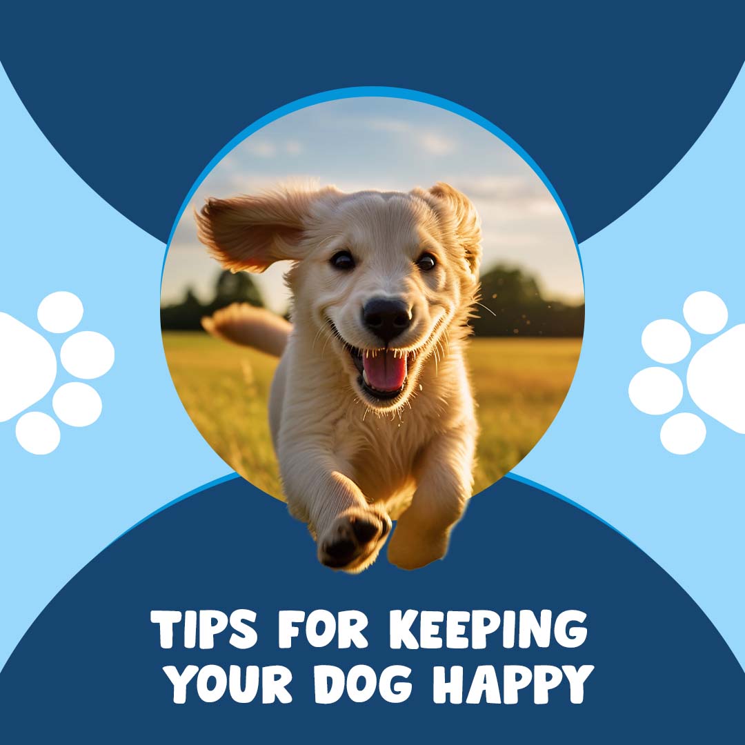 6 Tips for Keeping Your Dog Happy

-Offer mental stimulation thrice a day
-Provide physical exercise twice a day
-Feed them tasty treats & wholesome food
-Give them sufficient undivided attention
-Allow them to socialise
-Respect their need for privacy

#PetLove #PawsandPaws