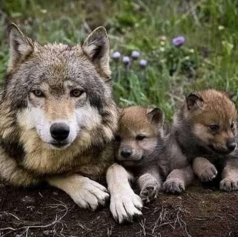 WOLF LOVERS (@wolfrescues22) on Twitter photo 2024-04-24 11:41:52