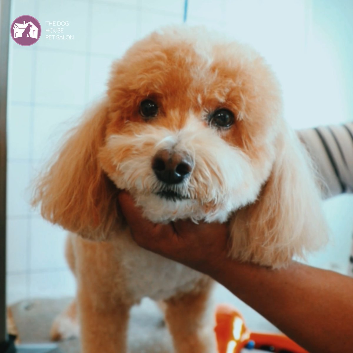 Classy, Sassy, and Oh So Clean! 🐾🌟

This pup is stealing hearts after their grooming session at Dog House Pet Salon. Because cute is always in style!

#DogHouseSalon #ClassyCanine #PoshPup #GroomingElegance #SophisticatedStyle