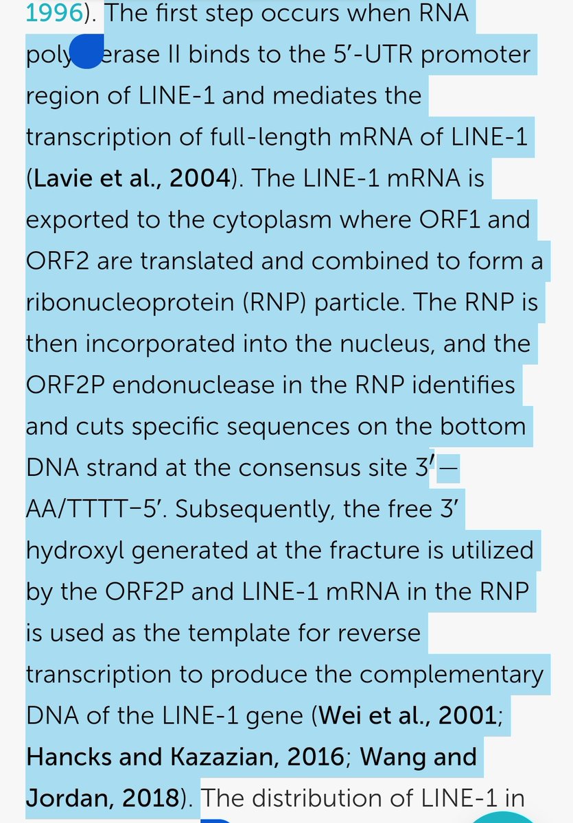 Antivaxers love claiming LINE-1 is a reverse transcriptase and magically reverse transcribes the mRNA from mRNA vaccines. 1) LINE-1 REVERSE TRANSCRIBES LINE-1 TRANSCRIPTS!!!!! NOT EVERY MRNA THAT COMES ALONG. (There is a chance for off target events, but this is not the norm,…