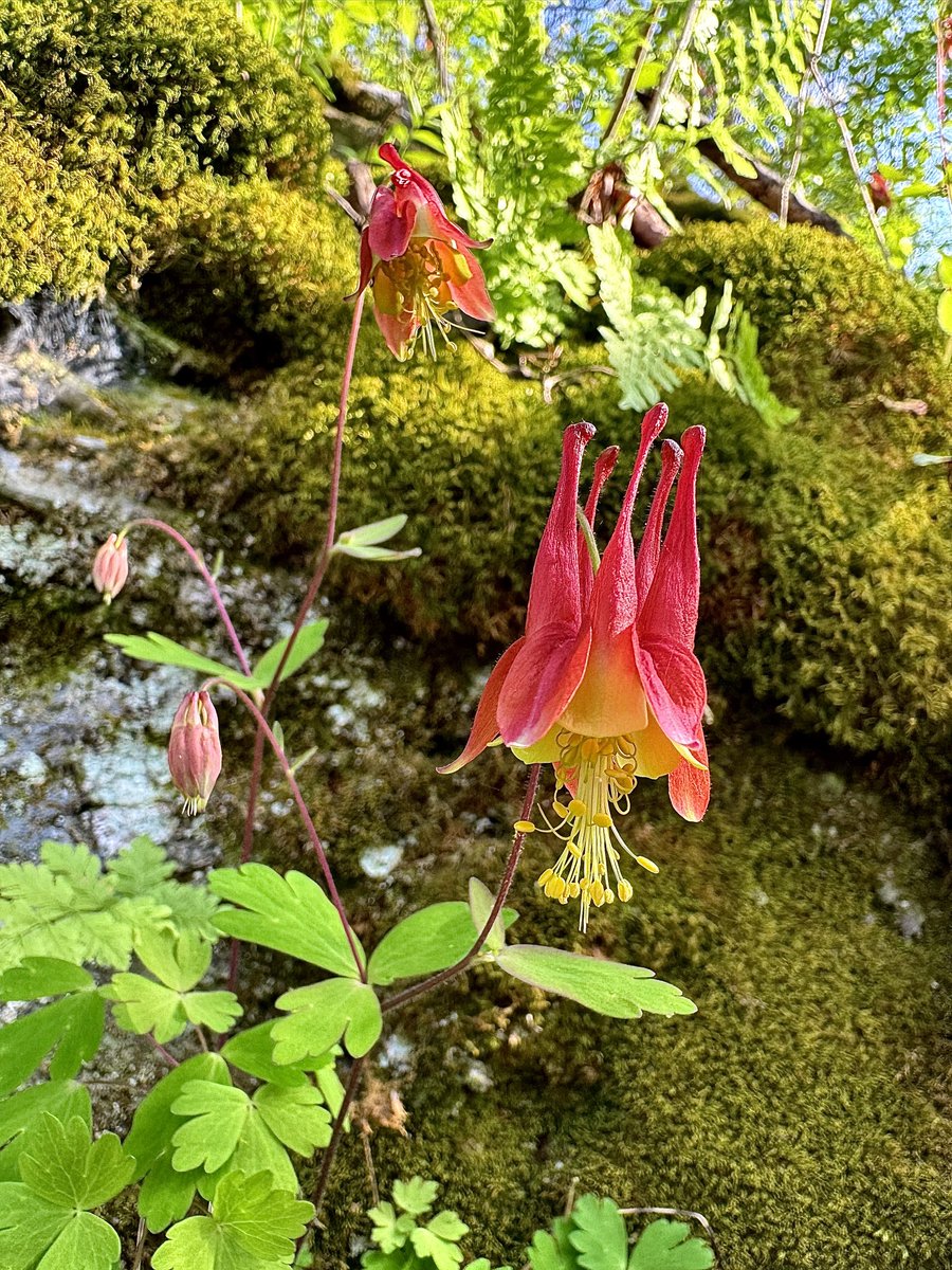 Gm. Wild columbine (Aquilegia canadensis) has long spurs extending from its petals, which resemble talons—its genus, Aquilegia, is named from the Latin word “aquila”, which means “eagle.”