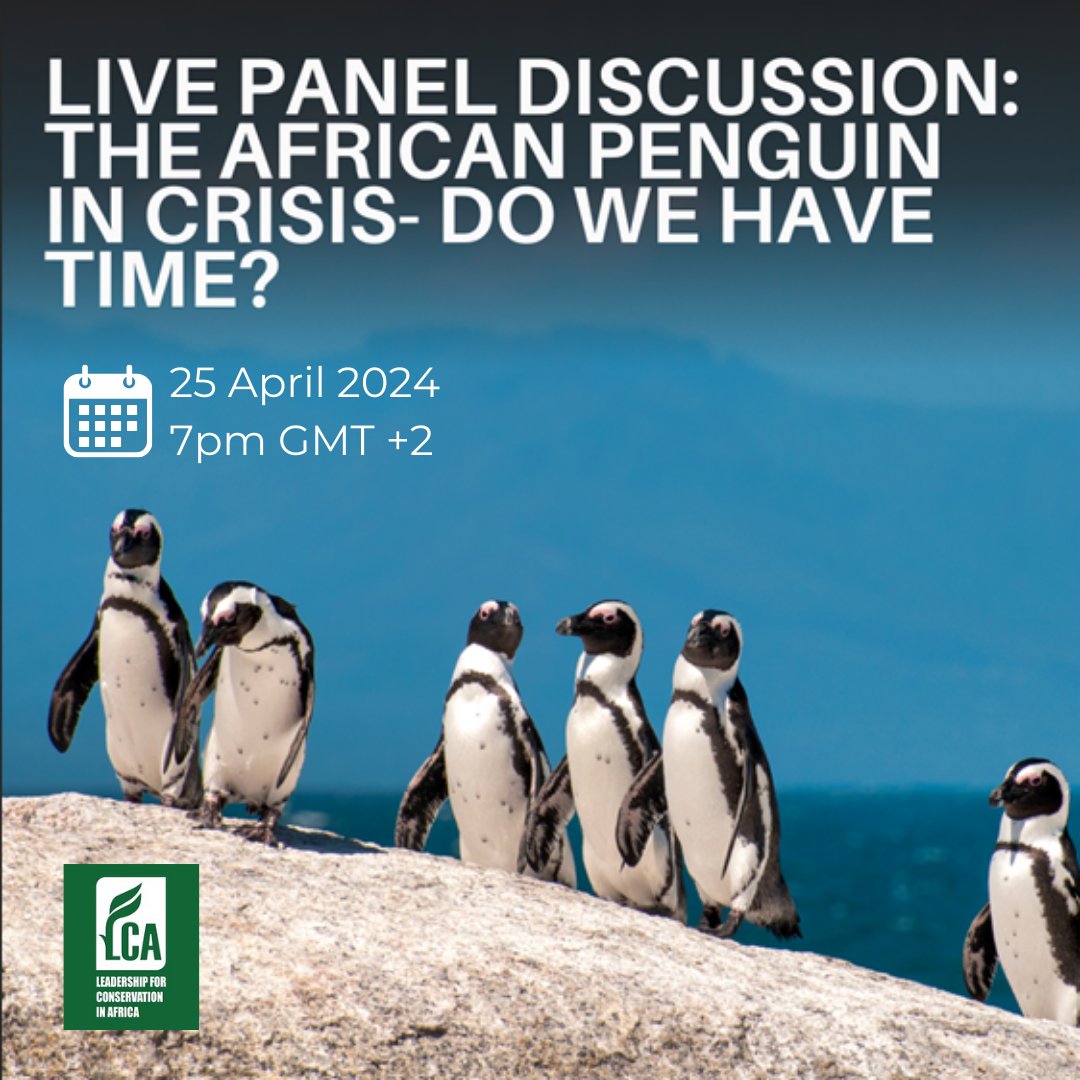 And if you would like to learn more about the #AfricanPenguin, join us tomorrow for a panel discussion with experts from
@SANCCOB @BirdLife_SA @WWFSouthAfrica @TheEWT 

Register in advance for this meeting:
us02web.zoom.us/meeting/regist…