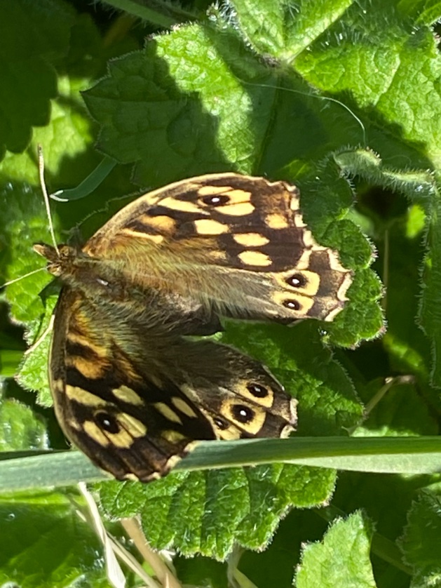 Four bags off grot off Roseburn path NCN #1 on this lovely morning

Reward was duly received. A specky and a wee tortoiseshell