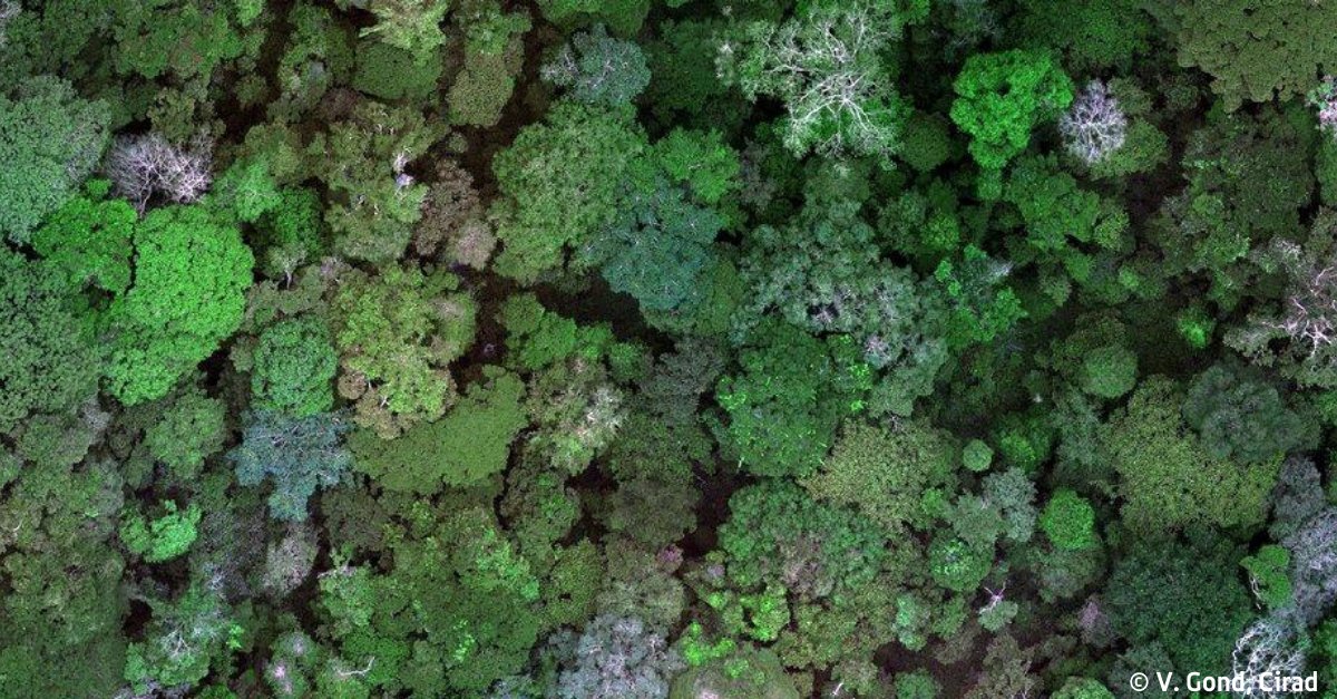 .@EU_ScienceHub publie en accès libre une cartographie de la couverture forestière mondiale. Des travaux auxquels le #Cirad a contribué et qui fournissent un état de référence pour le règlement 🇪🇺 contre la #déforestation et la dégradation des #forêts. 👉cirad.fr/les-actualites…