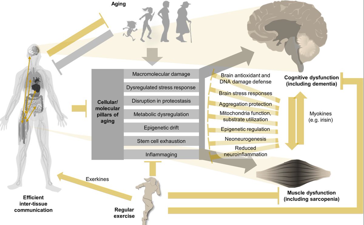 Training our muscles can keep our brain in shape as well. How the “muscle-brain axis” is key to keeping us both physically and mentally healthy as we age: pubmed.ncbi.nlm.nih.gov/38615710/