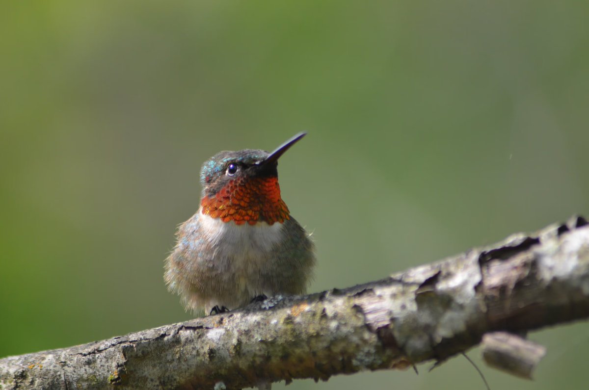 GM☀️ In the soft morning light, a ruby-throated hummingbird rests on a branch, its delicate wings momentarily still. It gazes up at the sun, its tiny form a testament to the immense beauty and complexity of life. As we look upon this scene, we are struck by the profound