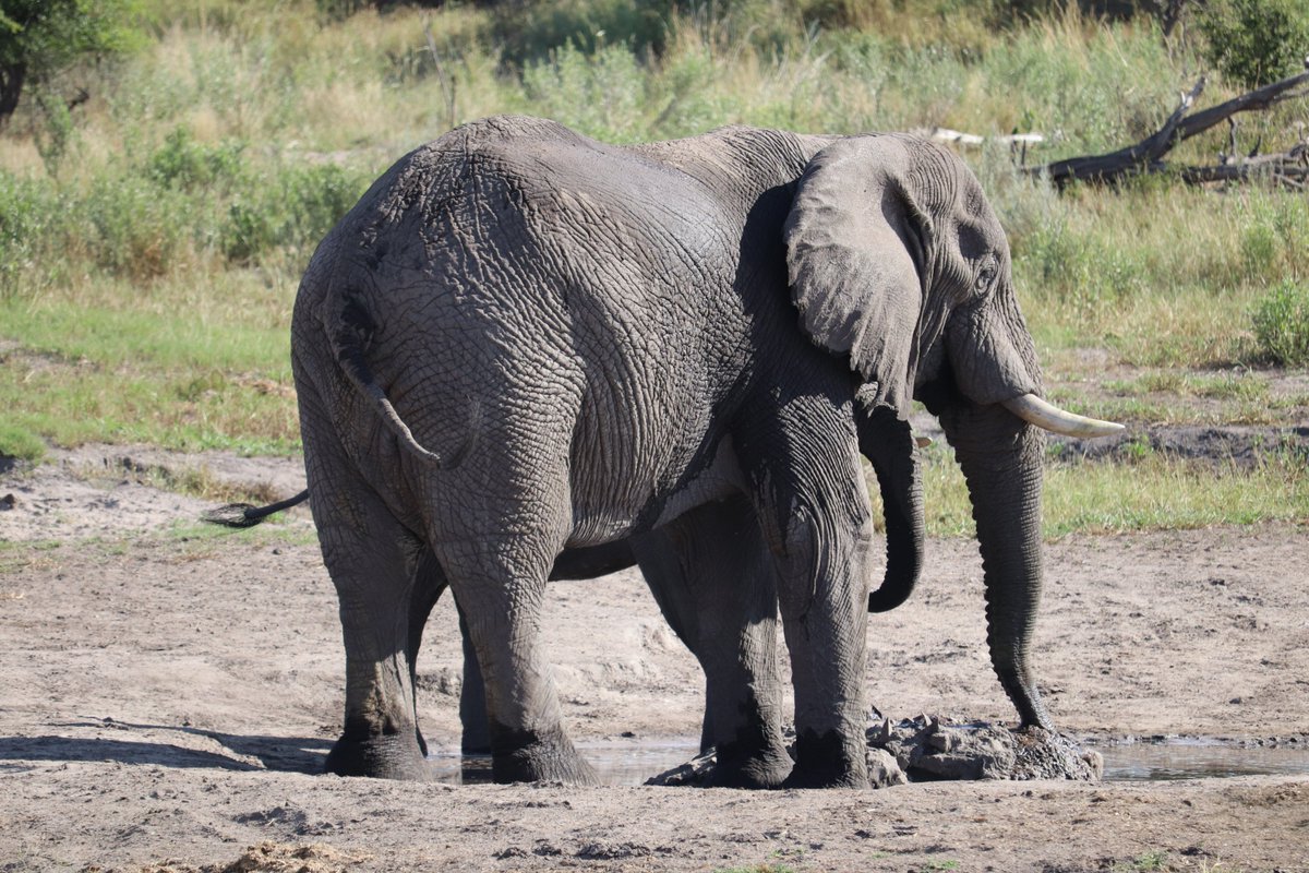 FAOBotswana's tweet photo. The #SWMProgramme CC Project legal review exercise aims to remove barriers and pave the way for positive legislative reforms in sustainable wildlife management while empowering local communities to thrive alongside wildlife." #LegalAwareness
#CommunityConservancy
#Coexistence https://t.co/NUoNoz0iFM