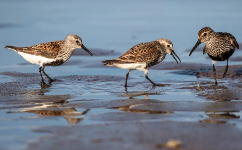 Guided Walk of Turvey Nature Reserve with Birdwatch Fingal. See details here - fingalppn.ie/?p=18561