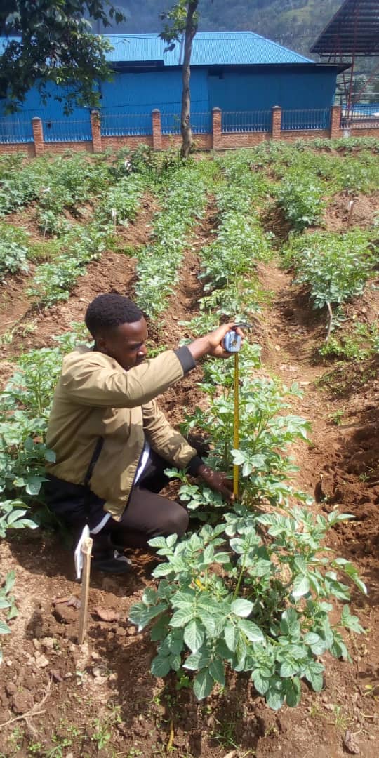 The high production of bean and Irish potato is not only for using high yielding varieties. it's just also good agriculture practice and agriculture sustainability. Follow me to learn more about agriculture #YouthStrike4Climate #youthpower #agriculture