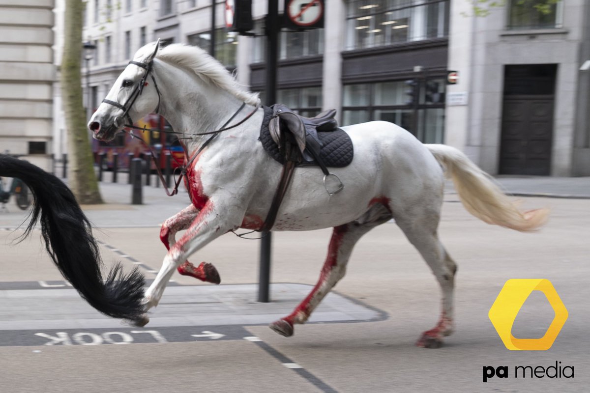 Two horses on the loose bolt through the streets of London near Aldwych

@PA 

#news #portrait #editorial #journalism #press #pressphoto #press #newspaper  #agency #pressagency #pressphotographer #uknews #uk #london #pa #pressassociation #pamedia #horses #centrallondon