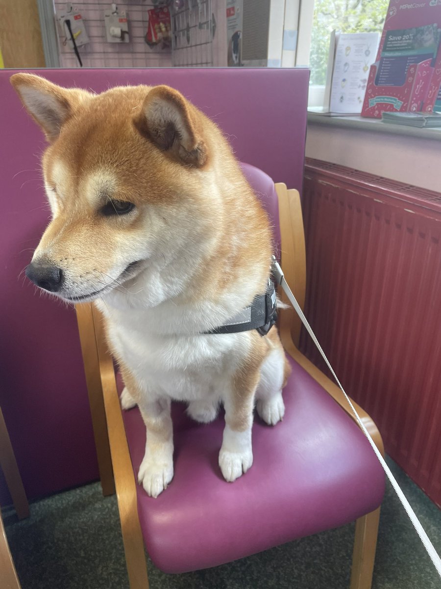 Well the vet did say please take a seat so Nori did as he was told 😊🐕🐾